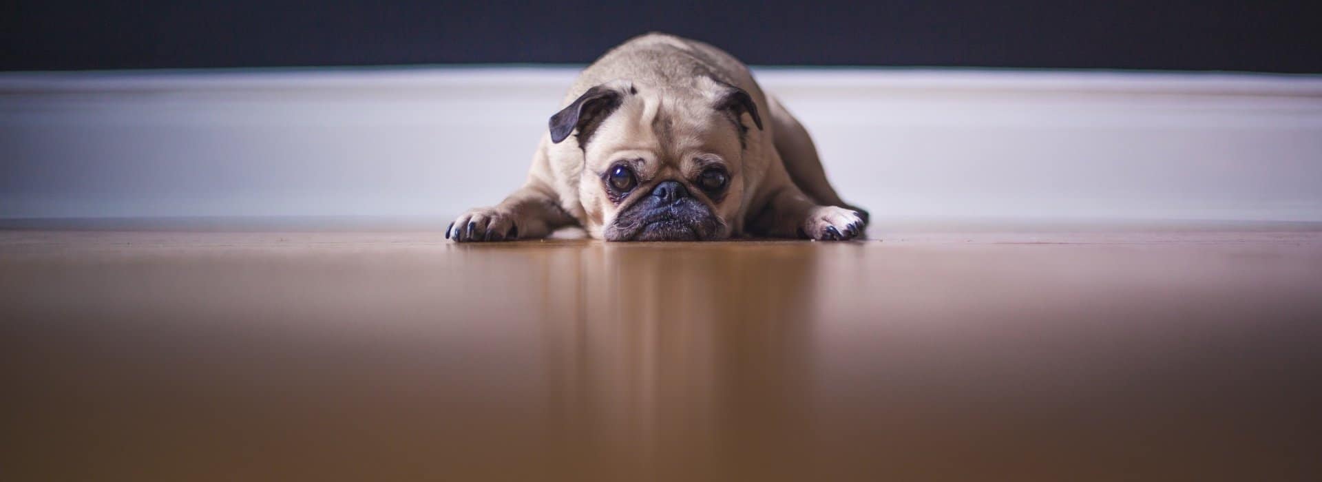 Learn The Difference Between Polished Concrete And Epoxy Floor Coatings